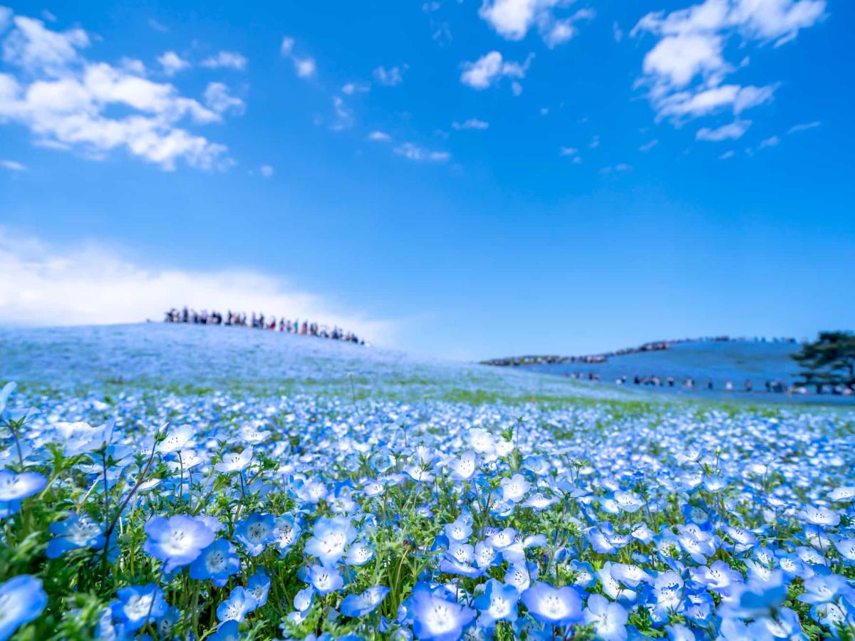 ひたち海浜公園】2026年ネモフィラの見頃はいつ？開花時期は？｜THE